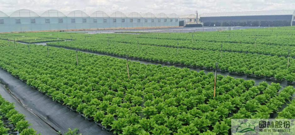 电竞比赛押注app