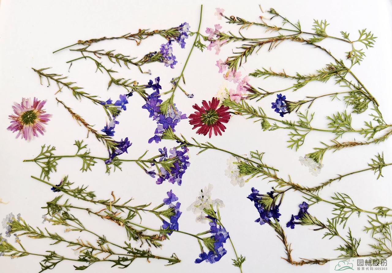 电竞比赛押注app