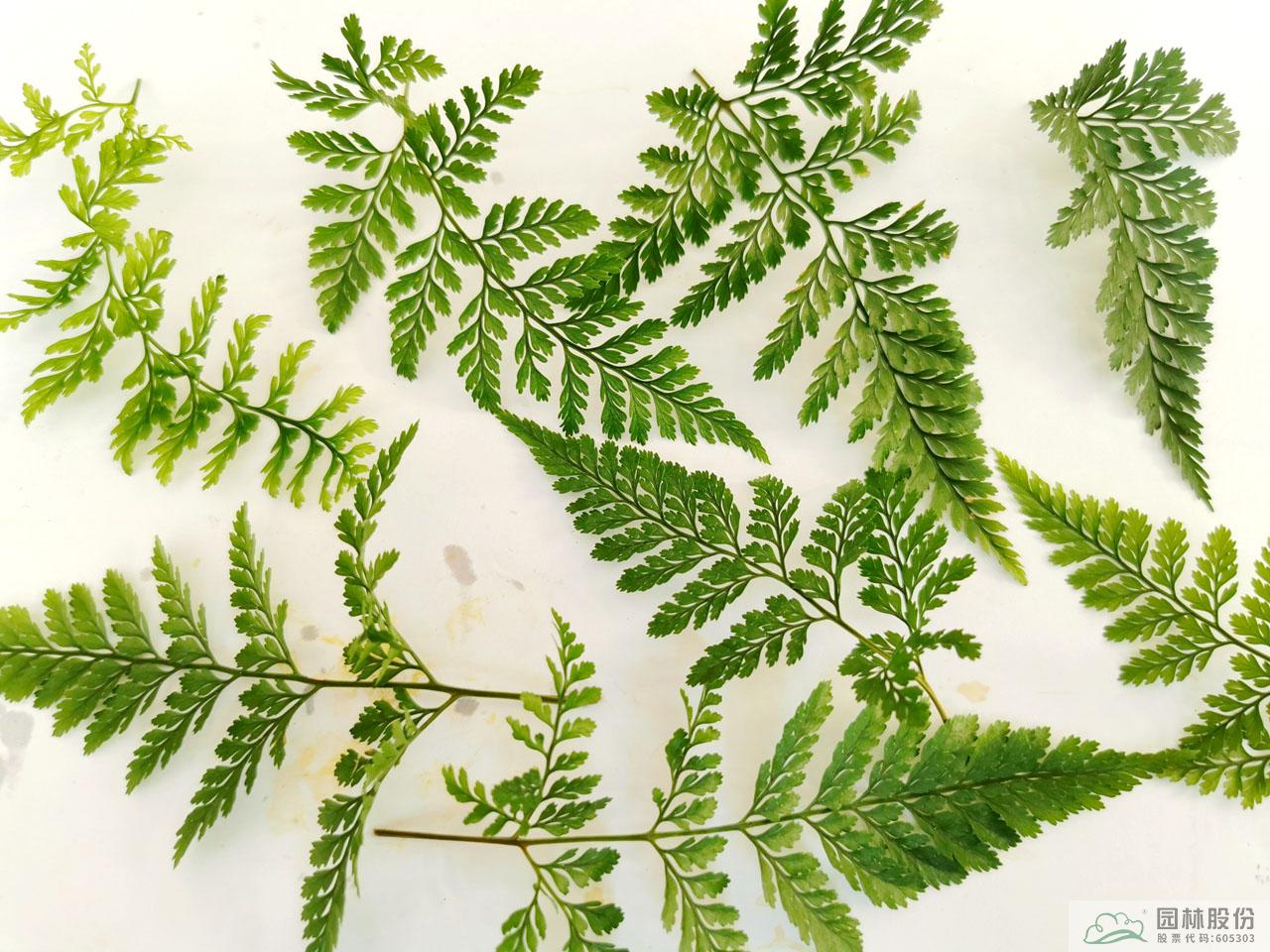 电竞比赛押注app