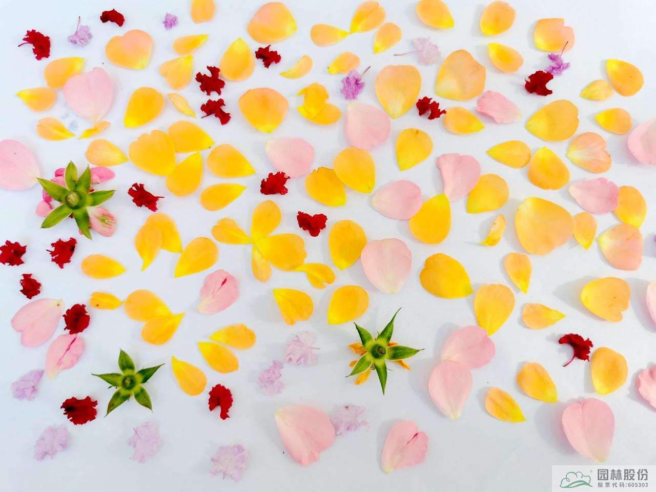 电竞比赛押注app