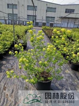 电竞比赛押注app