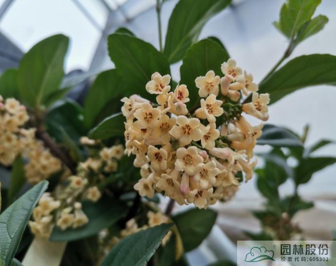 电竞比赛押注app