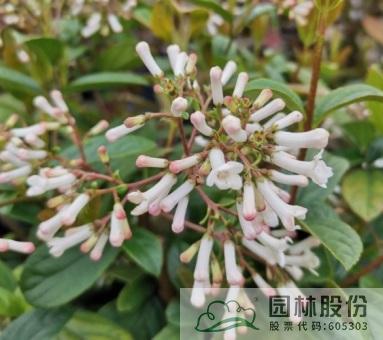 电竞比赛押注app