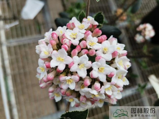 电竞比赛押注app