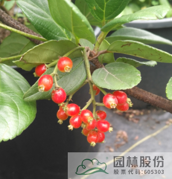 电竞比赛押注app