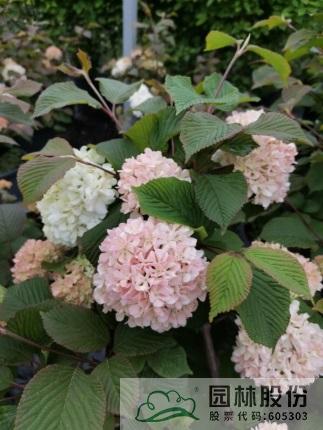 电竞比赛押注app