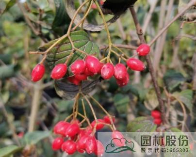 电竞比赛押注app