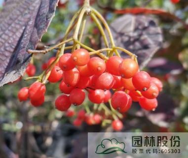 电竞比赛押注app