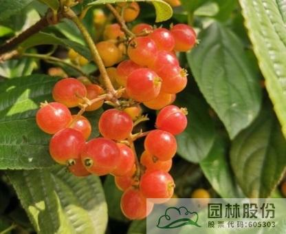 电竞比赛押注app