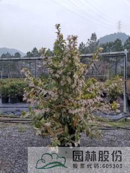 电竞比赛押注app