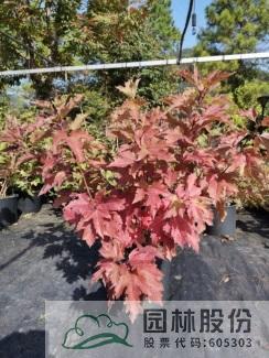 电竞比赛押注app