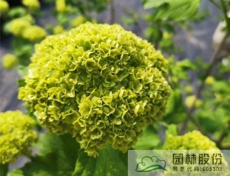 电竞比赛押注app