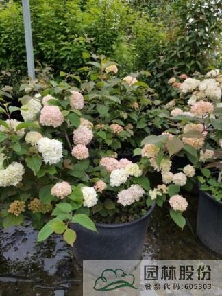 电竞比赛押注app