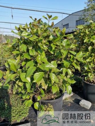 电竞比赛押注app