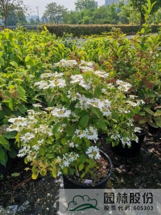 电竞比赛押注app