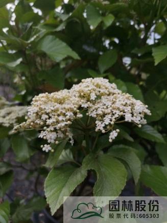 电竞比赛押注app