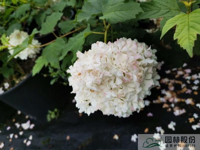 电竞比赛押注app