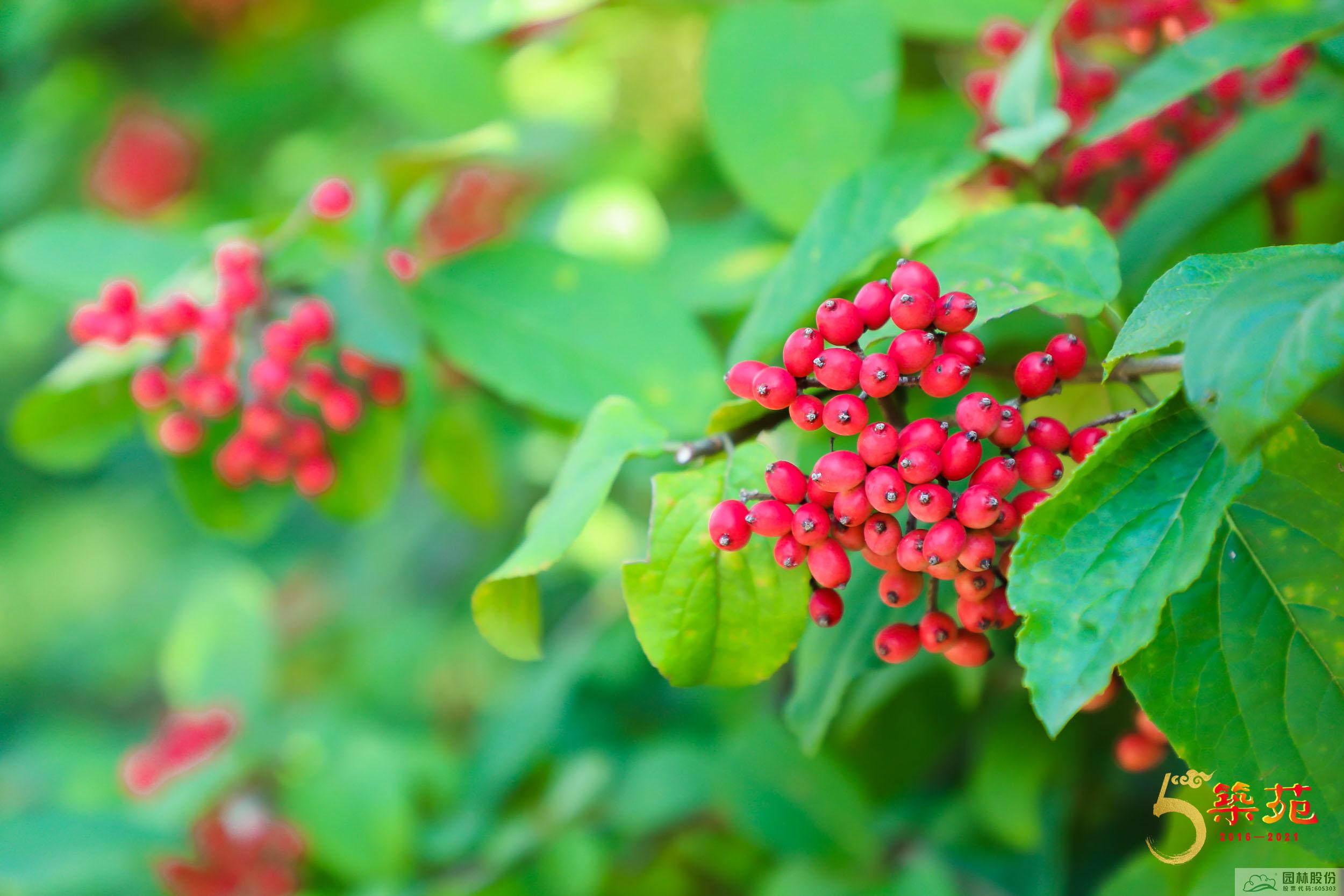 电竞比赛押注app