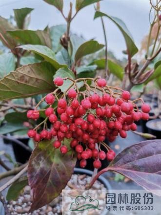 电竞比赛押注app