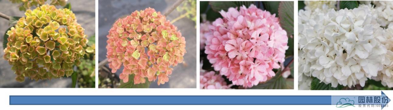 电竞比赛押注app