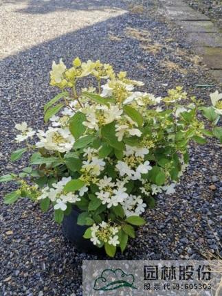 电竞比赛押注app