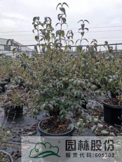 电竞比赛押注app