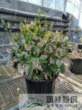 电竞比赛押注app