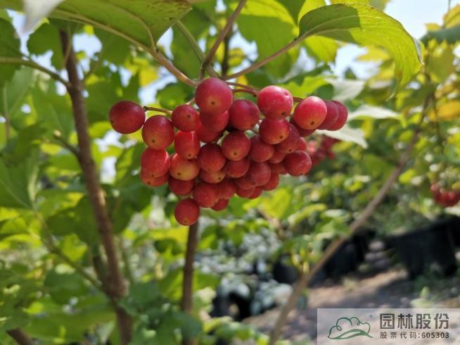 电竞比赛押注app