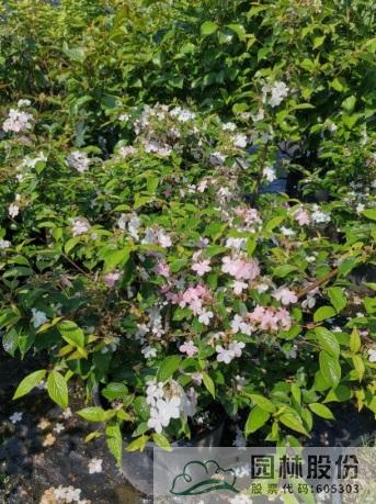 电竞比赛押注app