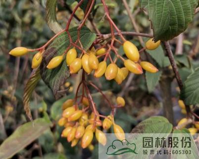 电竞比赛押注app