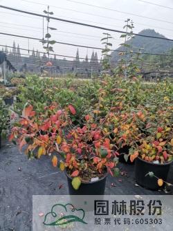 电竞比赛押注app