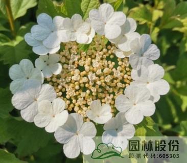 电竞比赛押注app