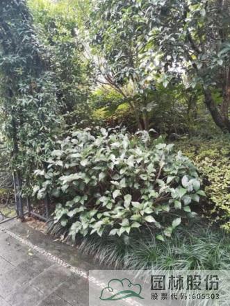 电竞比赛押注app