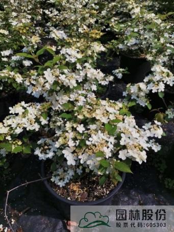 电竞比赛押注app