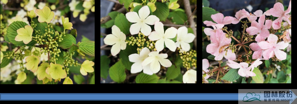 电竞比赛押注app