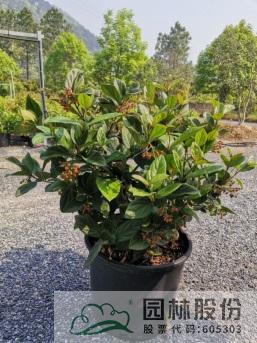 电竞比赛押注app