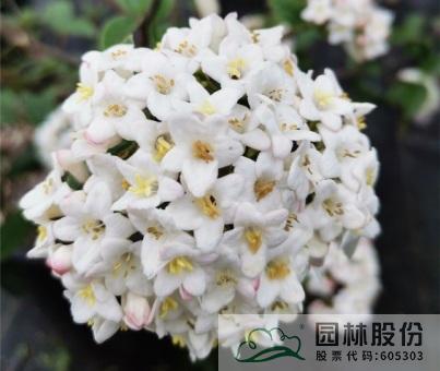 电竞比赛押注app