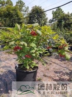 电竞比赛押注app