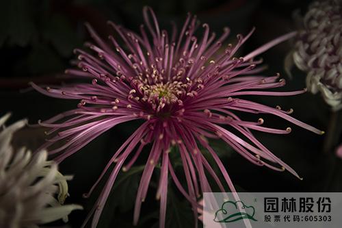 电竞比赛押注app