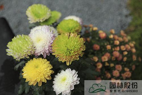 电竞比赛押注app