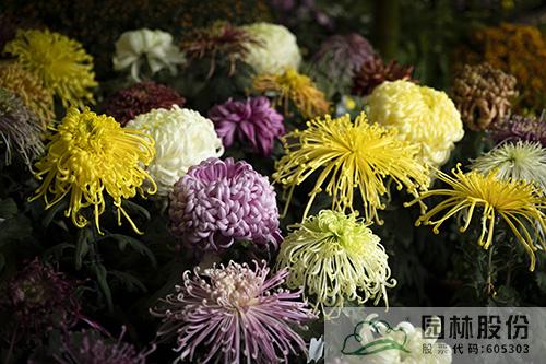 电竞比赛押注app