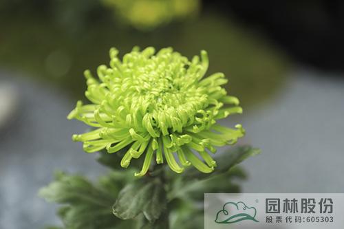 电竞比赛押注app