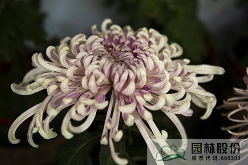 电竞比赛押注app