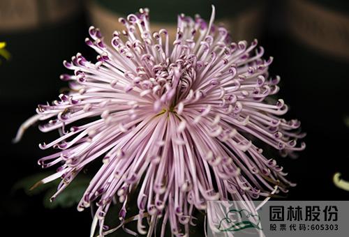 电竞比赛押注app