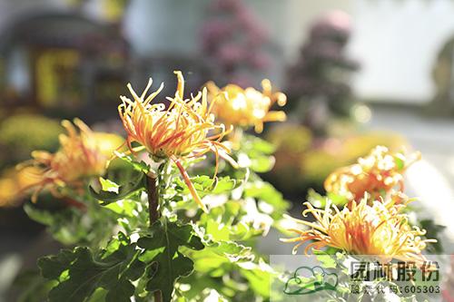 电竞比赛押注app