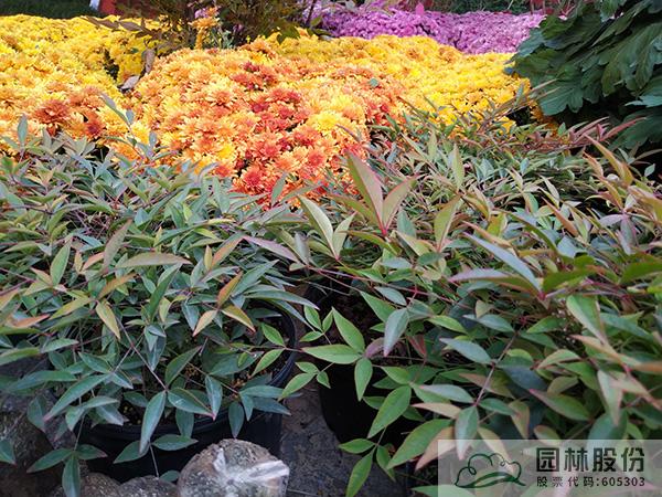 电竞比赛押注app