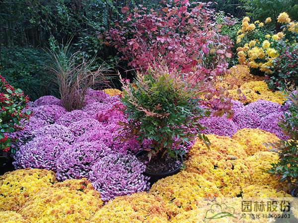 电竞比赛押注app