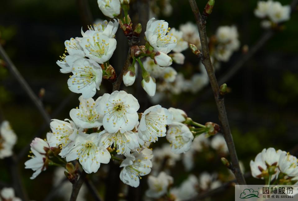 电竞比赛押注app