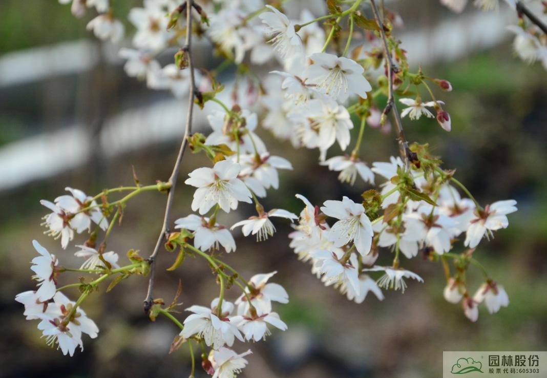 电竞比赛押注app