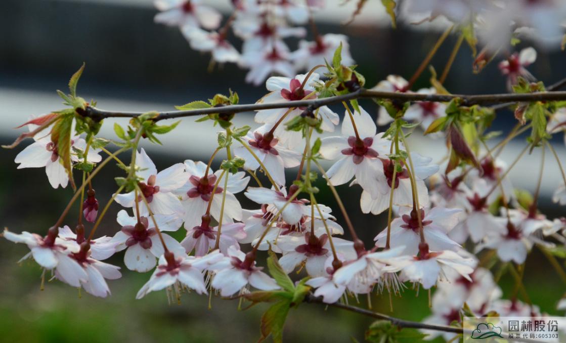 电竞比赛押注app